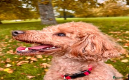 Toy Poodle dogs for sale: Entire toy poodle for sale - Advert 1