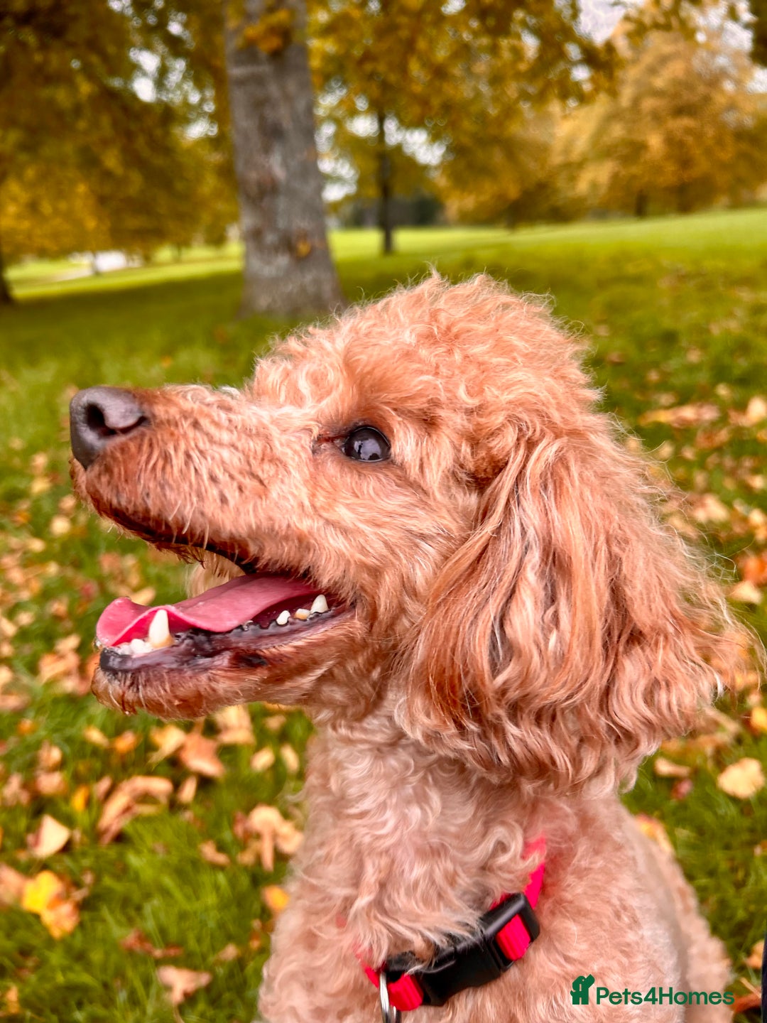 Toy Poodle dogs for sale: Entire toy poodle for sale - Advert 1