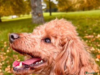 Toy Poodle dogs Entire toy poodle for sale - Advert 14