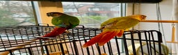 Conures birds for sale: Green Cheeked Conure  - Advert 2