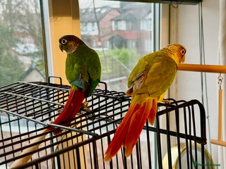 Conures birds Green Cheeked Conure - Advert 13