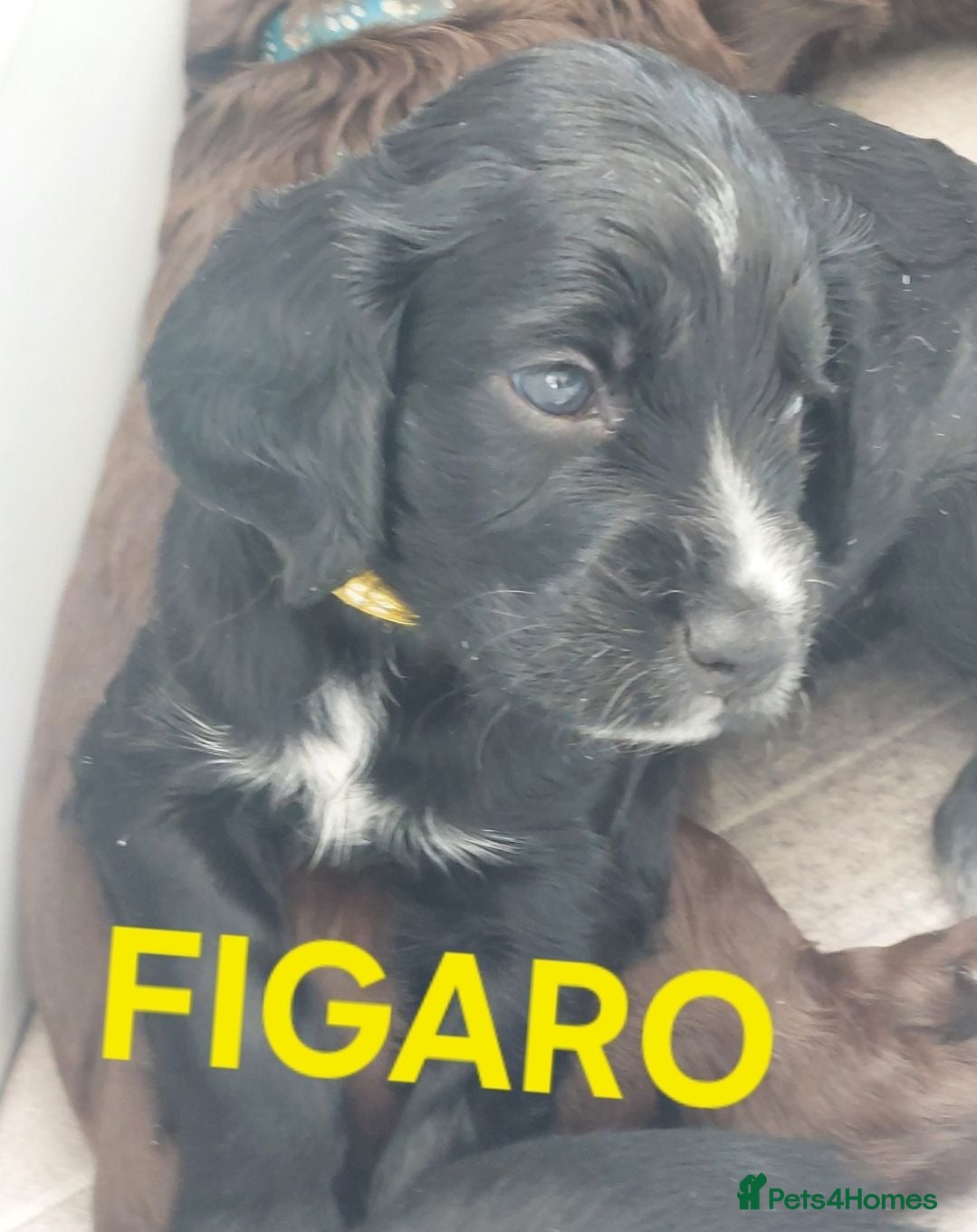 Sprocker dogs Sprocker Spaniel DWKC registered working line pups - Advert 2