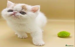Exotic cats for sale: 🏆PREMIUM QUALITY KITTENS🏆 - Image 2