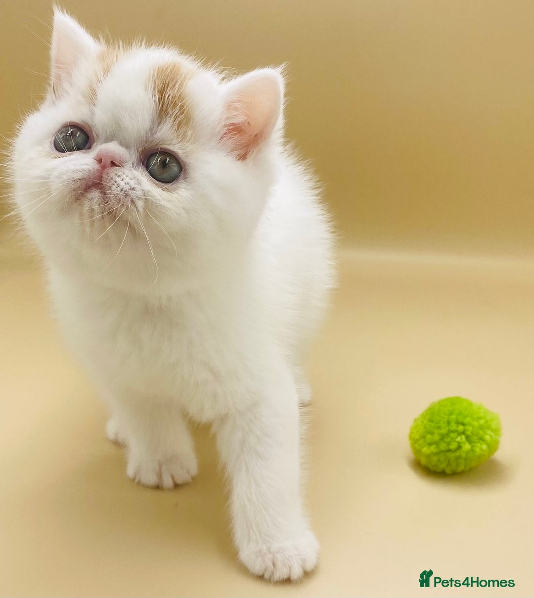 Exotic cats for sale: 🏆PREMIUM QUALITY KITTENS🏆 - Image 2