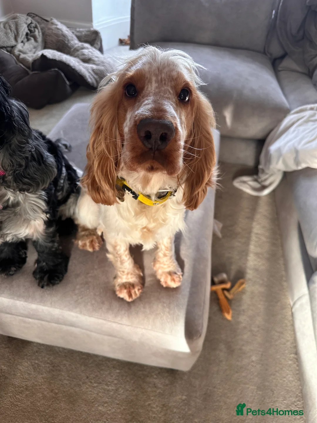 Cocker Spaniel dogs for stud: KC DNA TESTED ORANGE ROAN SHOW COCKER SPANIEL STUD - Advert 2