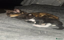 Mixed Breed cats for sale: Two Tiny Kittens  - Image 9
