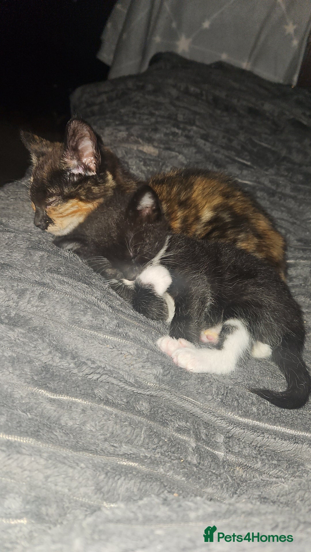 Mixed Breed cats for sale: Two Tiny Kittens  - Image 9