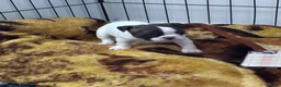 French Bulldog dogs for sale: Beautiful French bulldog puppies-surprise litter - Advert 10