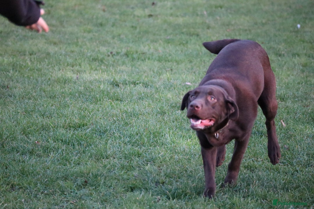 Labrador Retriever dogs for sale: Chocolate lab female  - Advert 15