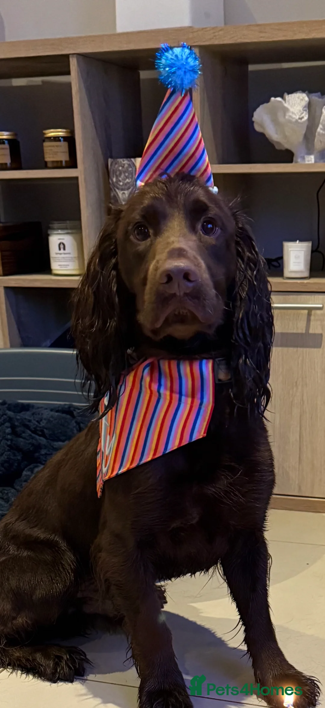 Cocker Spaniel dogs for stud: **KC registered cocker spaniel for stud** in Plymouth - Advert 7