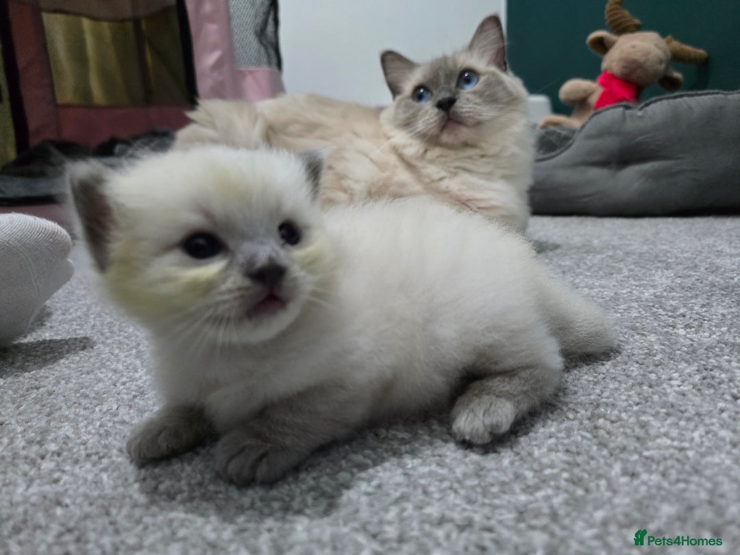 Ragdoll cats for sale: 💙 BLUEPOINT RAGDOLL BOY FOR SALE 💙 - Image 6