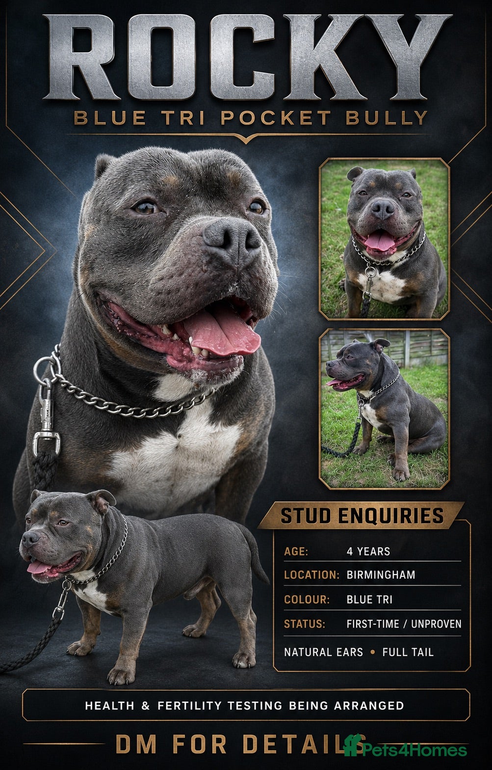 American Bully dogs Rocky – Blue Tri Pocket Bully Stud  - Advert 6