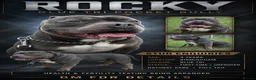 American Bully dogs for stud: Rocky – Blue Tri Pocket Bully Stud  - Advert 1
