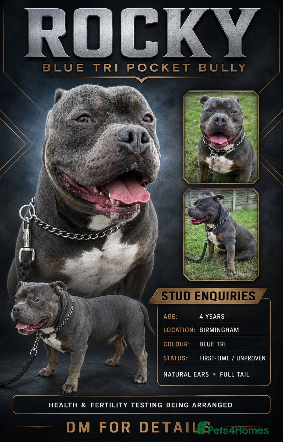 American Bully dogs for stud: Rocky – Blue Tri Pocket Bully Stud  - Advert 1