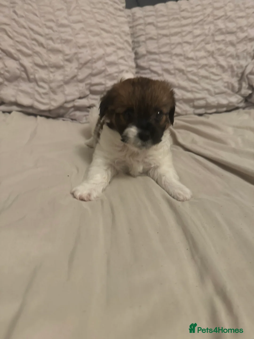 Shih Tzu dogs for sale:  Beautiful little puppy - Advert 5