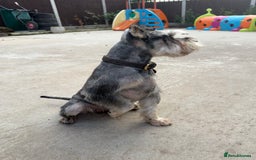 Miniature Schnauzer dogs for stud: KC MAC Pepper & Salt miniature schnauzer Stud - Image 4