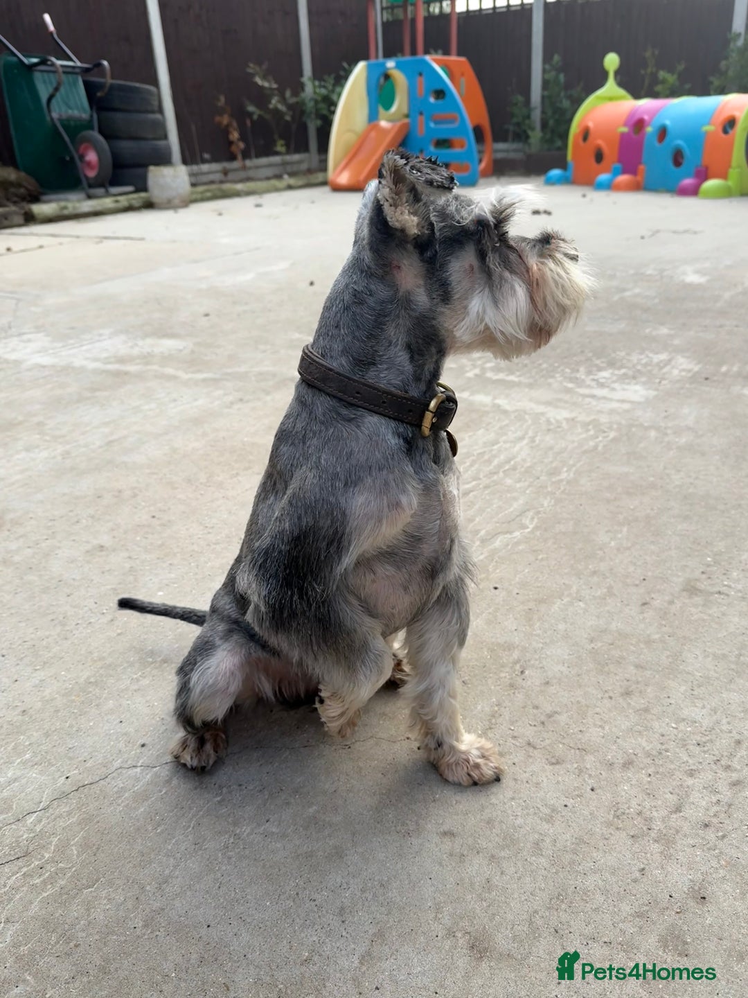 Miniature Schnauzer dogs for stud: KC MAC Pepper & Salt miniature schnauzer Stud - Image 4