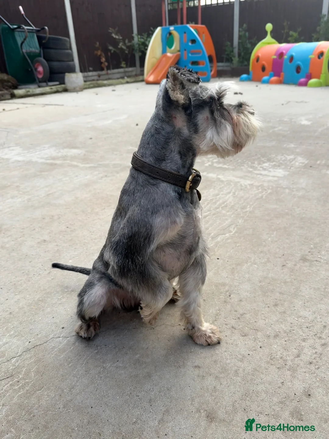 Miniature Schnauzer dogs for stud: KC MAC Pepper & Salt miniature schnauzer Stud in Basildon - Advert 4