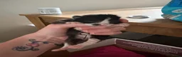 Domestic Shorthair cats for sale: Kittens  in Portsmouth - Advert 3