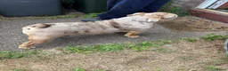 English Bulldog dogs for sale: Merle English Bulldog for sale.  - Advert 5