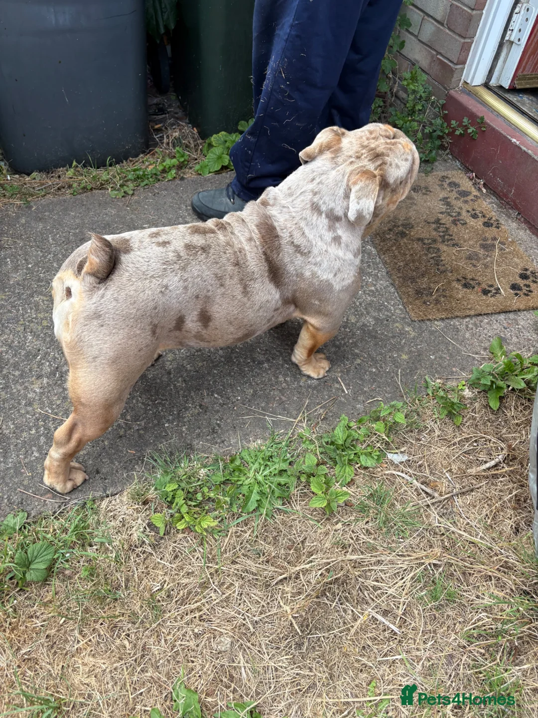 English Bulldog dogs for sale: Merle English Bulldog for sale.  - Advert 5
