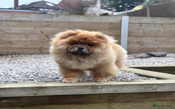 Chow Chow dogs for sale: Red Chow Chow - KC Registered - Image 6