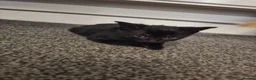 Mixed Breed cats for sale: 4 beautiful kittens left - Advert 12