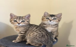 Brazilian Shorthair cats for sale: Last 2 gold tabby left ****READY TO GO ***** - Image 32