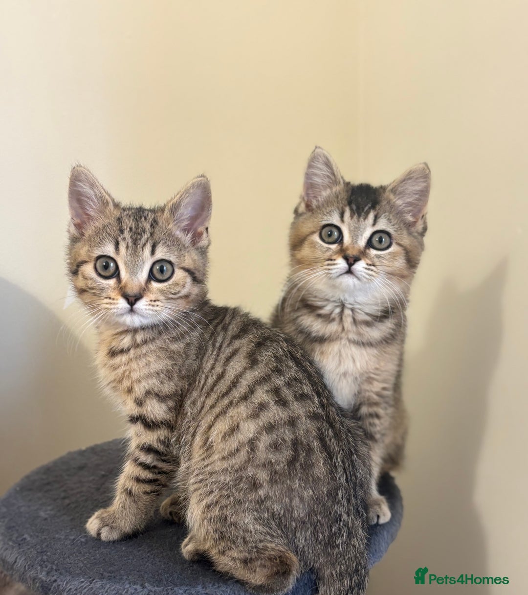 Brazilian Shorthair cats for sale: Last 2 gold tabby left ****READY TO GO ***** - Image 32