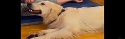 Golden Retriever dogs for sale: Wonderful Golden retriever puppies  - Advert 2