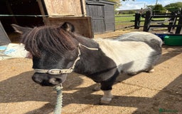 Shetland pony horses for sale: Glenmarsh holly - Image 1