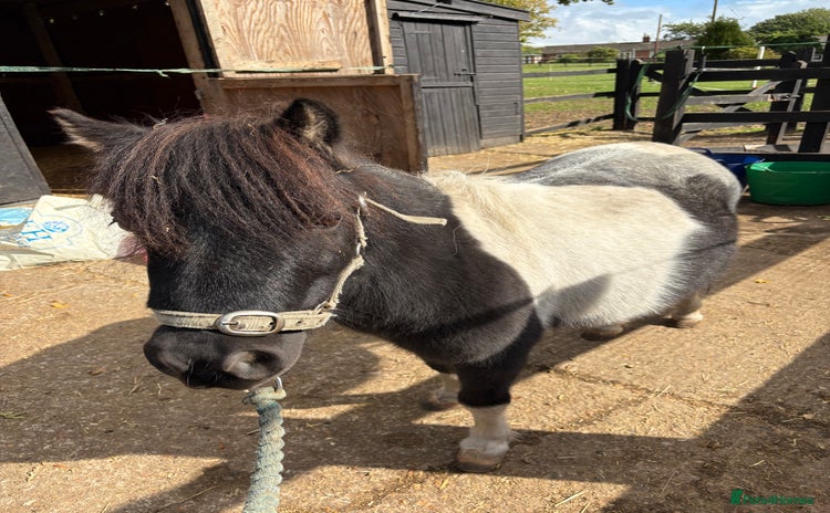 Shetland pony horses - Advert 5