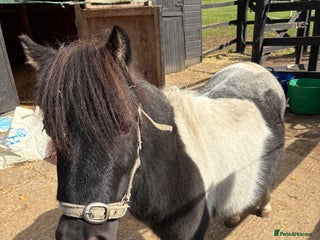 Shetland pony horses - Advert 9