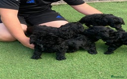 Cockapoo dogs for sale: Cockapoo puppy’s boys/girls - Image 10