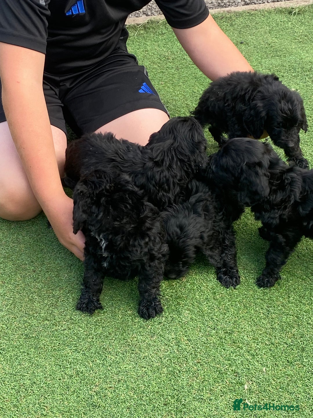 Cockapoo dogs for sale: Cockapoo puppy’s boys/girls - Image 10