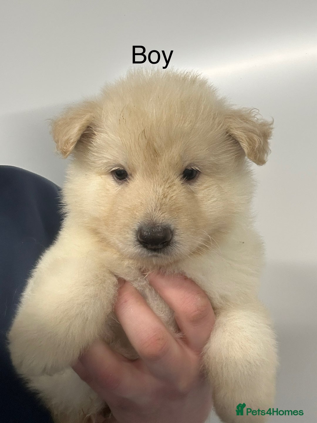 German Shepherd dogs for sale: Traditional Long Coat, Straight backed GSD Puppies - Advert 2