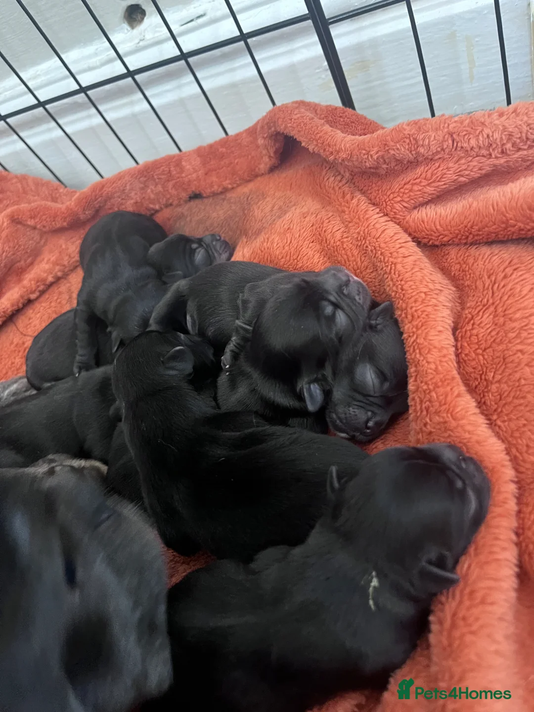 Mixed Breed dogs for sale: French bulldog x chihuahua  - Advert 13