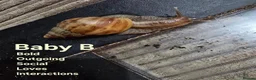Snails invertebrates for sale: ×2 Baby Giant African Land Snails in Croydon - Advert 3