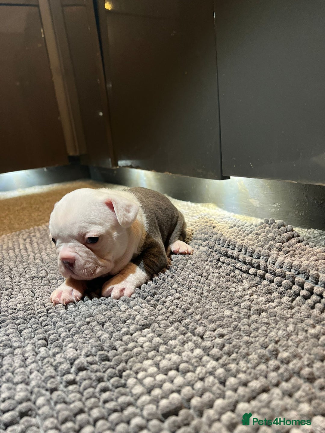 French Bulldog dogs for sale: ♥️Litter of 6 French Bulldog Puppies♥️ - Advert 36