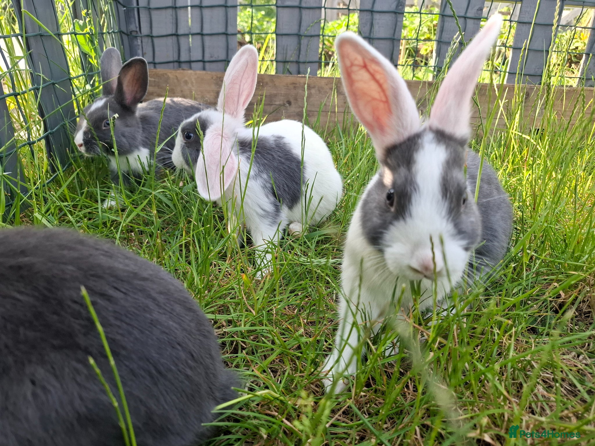Mixed Breed rabbits Healthy, Well-Handled Confident & Friendly Rabbits - Advert 15