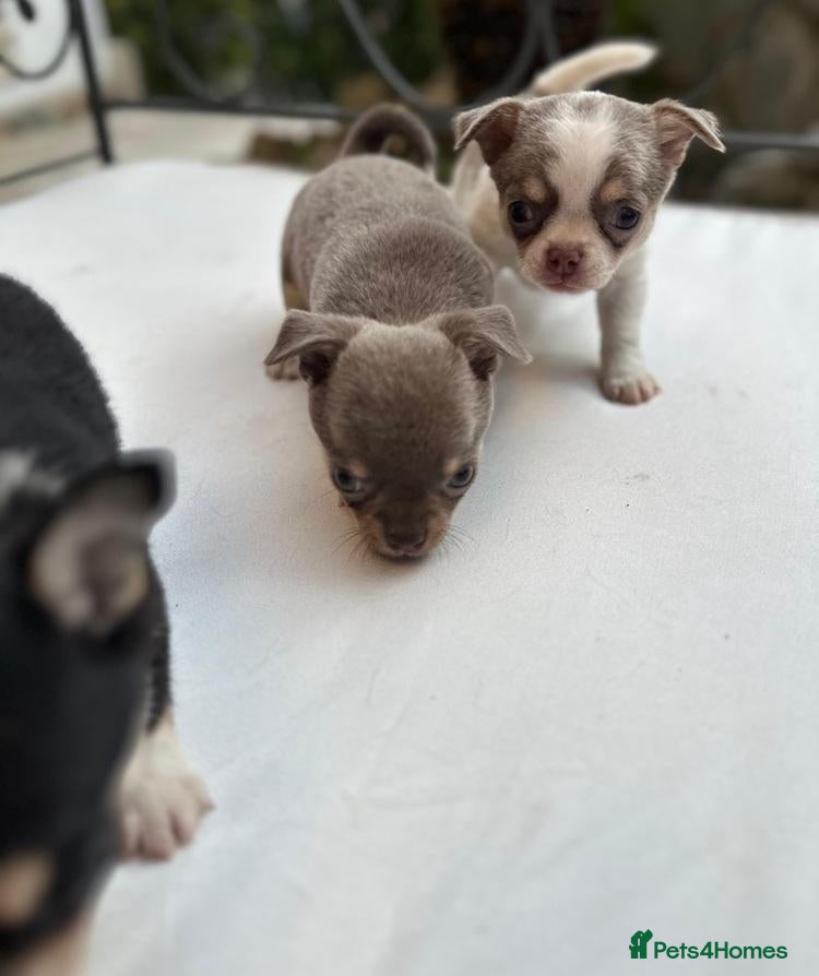 Chihuahua dogs Beautiful Sweet-heart Chihuahuas– 2 Boys & 2 Girls - Advert 13