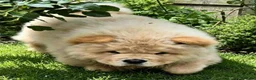 Chow Chow dogs for sale: KC registered chow chow male puppy Exceptional boy - Advert 7