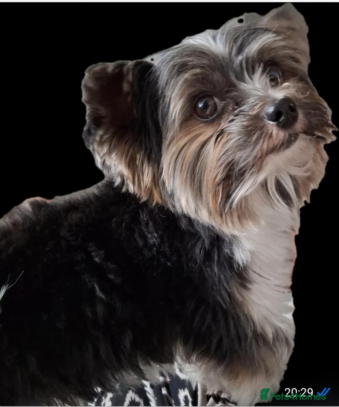 Biewer Terrier dogs for stud: Purebred Pedigree Biewer Terrier Proven Stud in Merthyr Tydfil - Advert 39