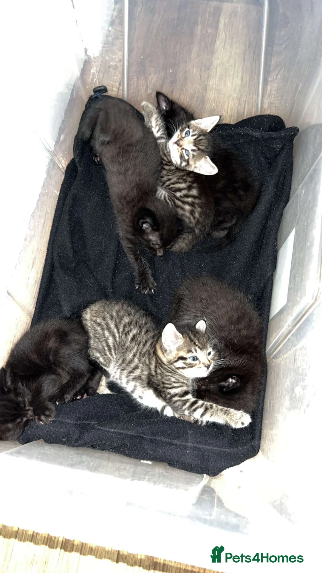 Mixed Breed cats for sale: 🐾 4 adorable mixed-breed kittens for sale! 🐾 in Stoke-on-Trent - Advert 7
