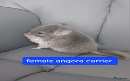 Chinchilla rodents for sale: Rpa& bdc carriers ready now   - Image 1