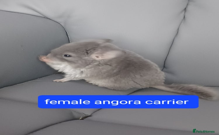 Chinchilla rodents - Advert 2
