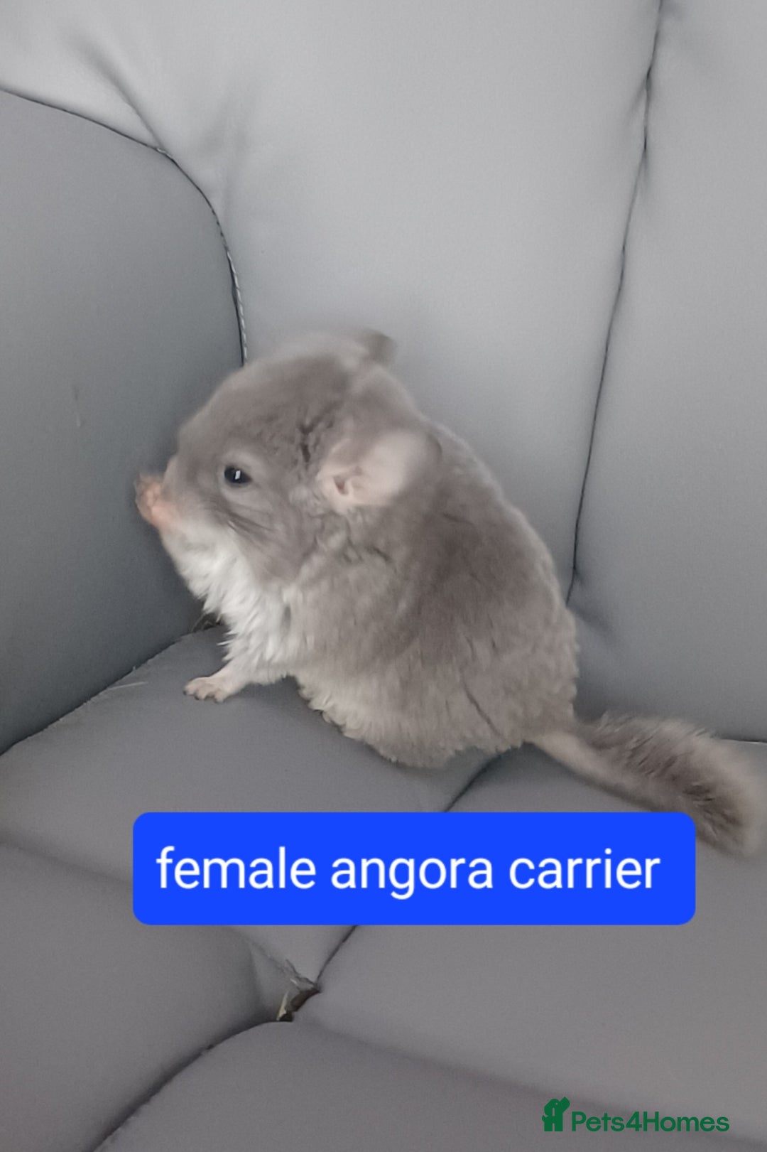 Chinchilla rodents for sale: Rpa& bdc carriers ready now   - Image 1