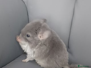 Chinchilla rodents - Advert 37