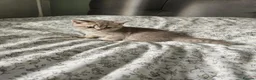 British Shorthair cats for sale: British Shorthair kittens!  - Advert 29