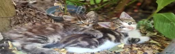 Mixed Breed cats for sale: Two gorgeous kittens looking for homes in Frome - Advert 5